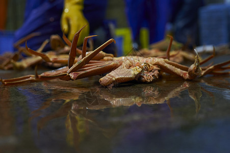 放在地上的螃蟹海湾高清图片素材