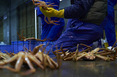 螃蟹脚海鲜批发市场的螃蟹背景