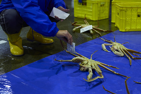 渔民将放在地上的螃蟹贴上标签月桂树高清图片素材