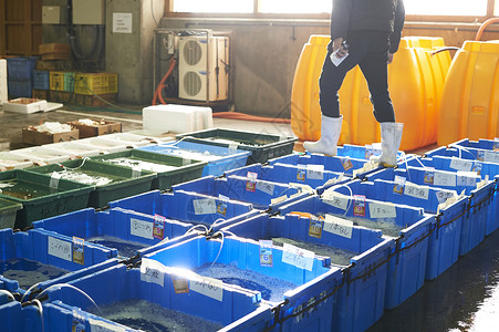 海鲜批发市场贴上标签排列整齐的水箱室内高清图片素材