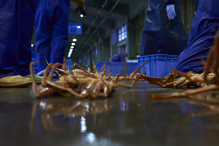 散落在地上的螃蟹日本高清图片素材