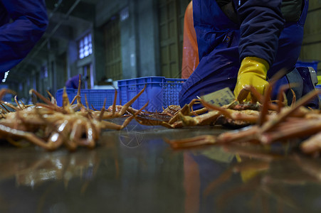 散落在地上的螃蟹职业高清图片素材