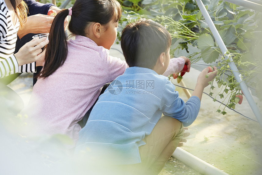 草莓园里开心采摘的一家人背影图片