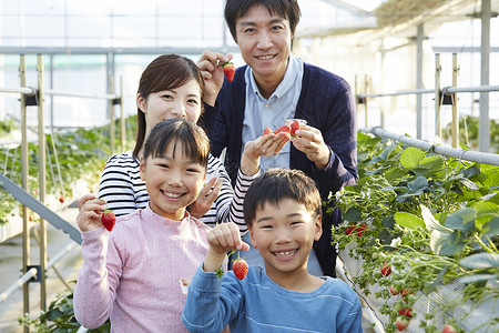 草莓园里开心采摘的一家人图片
