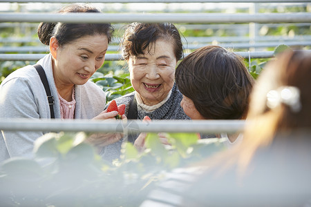 草莓园采摘草莓的游客图片