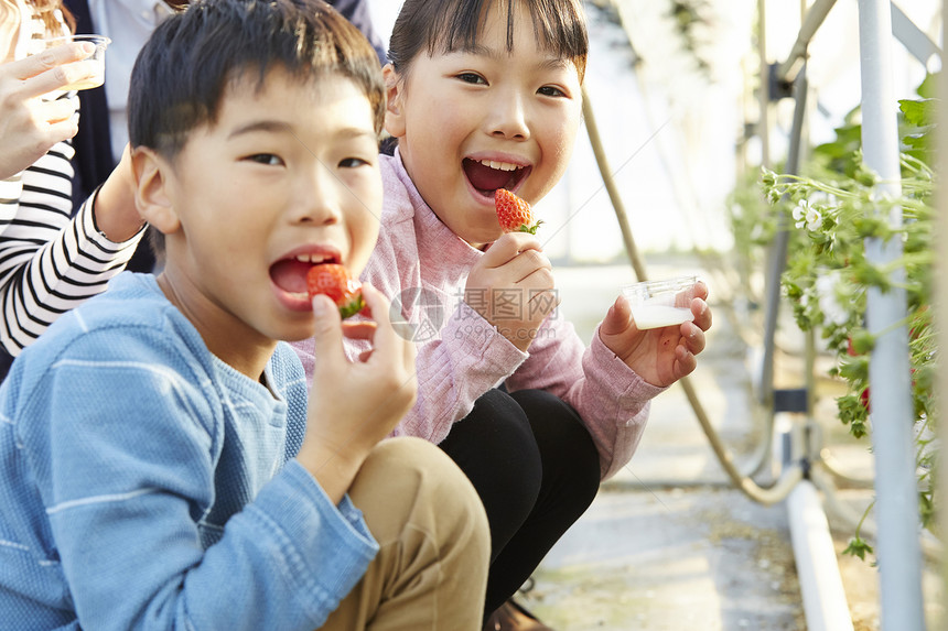 草莓园里品尝草莓的小孩图片