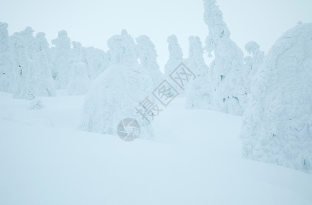 冬季被雪覆盖的树木和地面高清图片