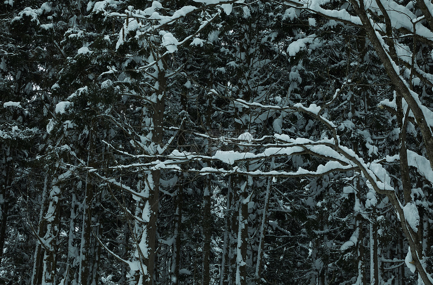 被白雪覆盖的森林图片