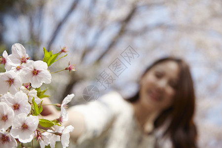 春日的樱花特写图片