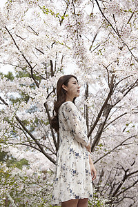 樱花树下的气质年轻女子图片