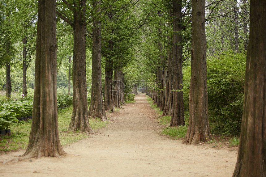 公园的树林图片