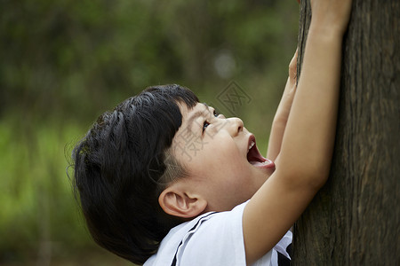 趴在树上的小男孩背景图片