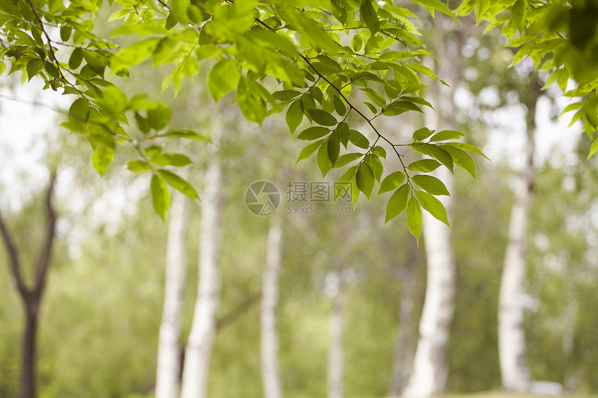 绿色季树叶图片