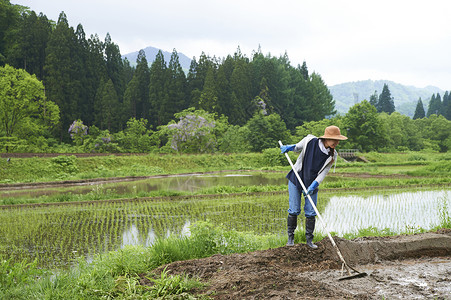 水稻种植的女人图片