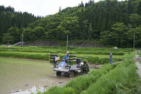 农民使用插秧机种植水稻图片