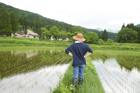种植水稻正在休息的农民脊稻田之间高清图片素材