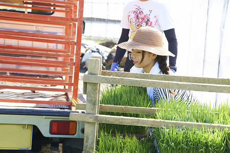 妇女准备水稻幼苗的运输图片