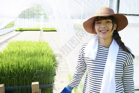 农业培育温室水稻幼苗菜园高清图片素材