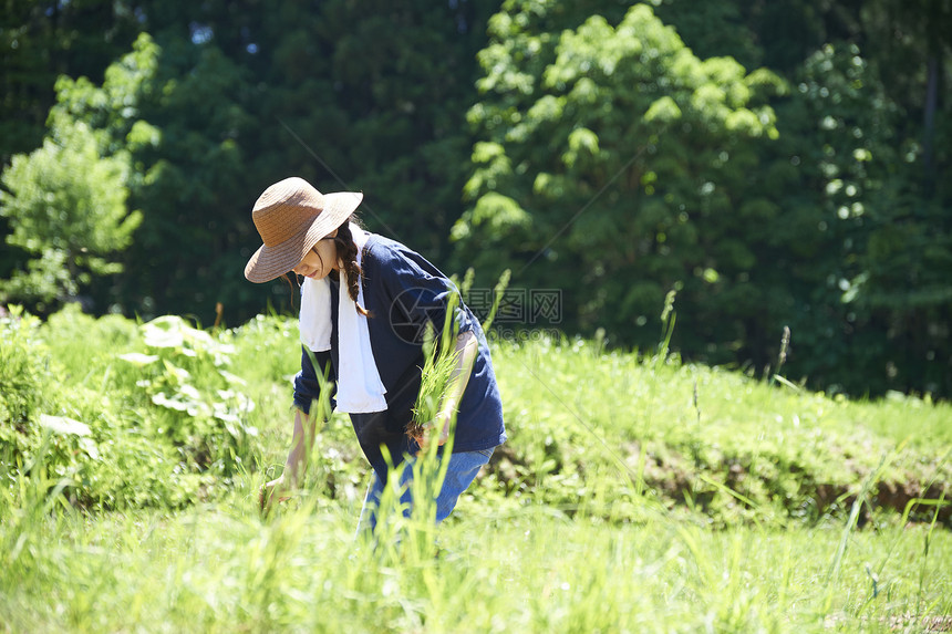 田野里一个女人种植水稻图片