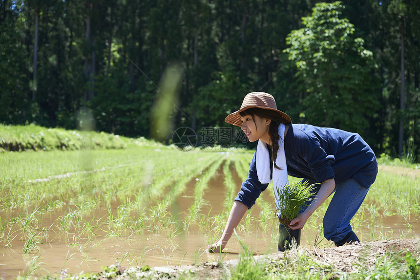 田野里一个女人种植水稻图片