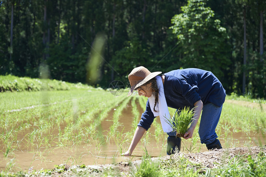 田野里一个女人种植水稻图片