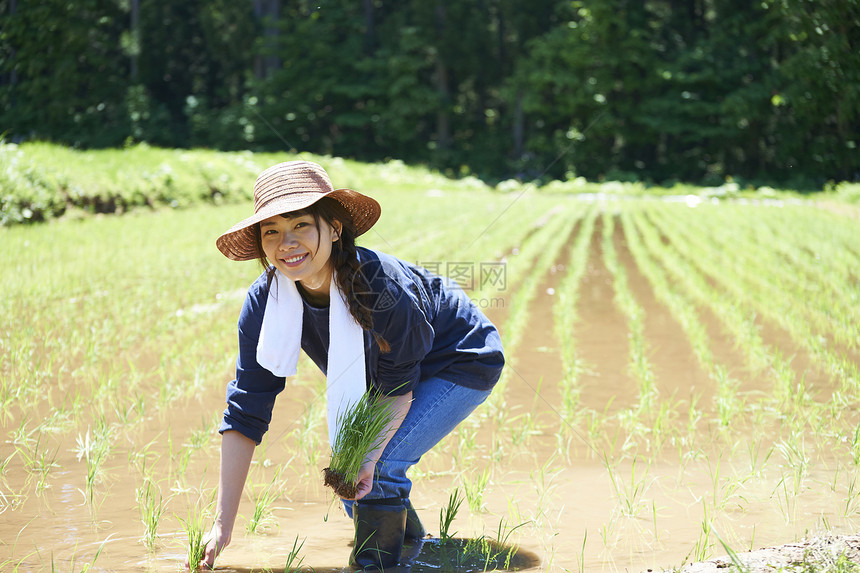 田野里一个女人种植水稻图片