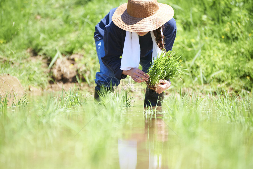 田野里一个女人种植水稻图片