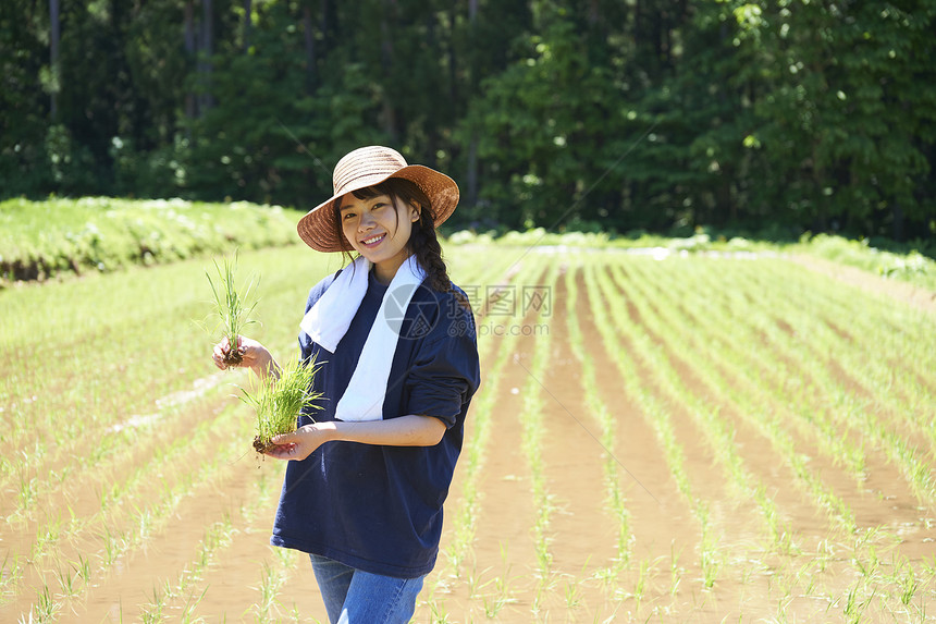 一个女人种植水稻图片