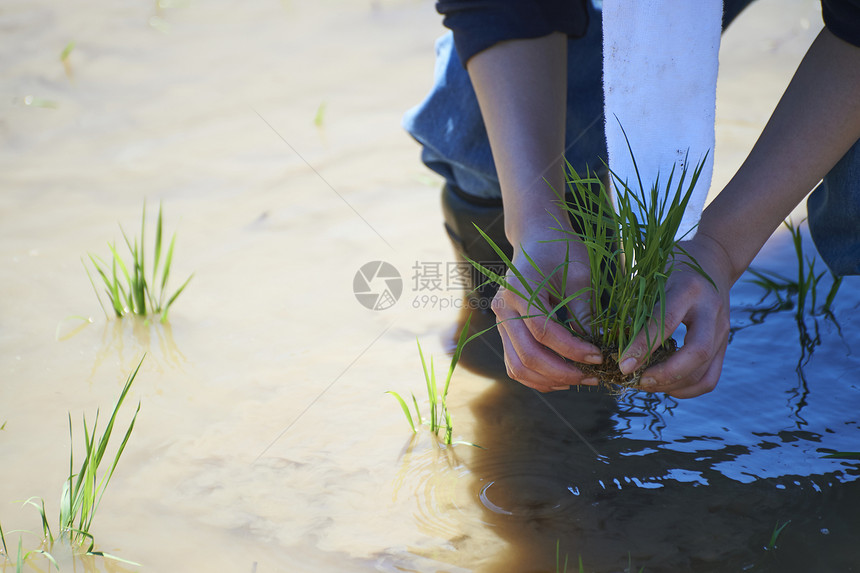 一个女人种植水稻图片