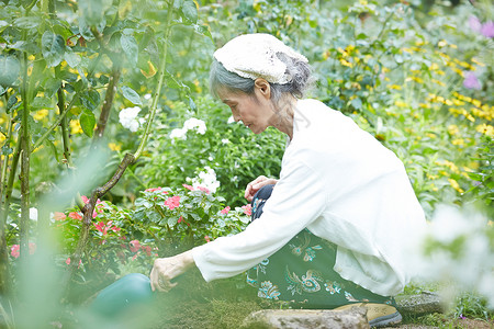 庭院里种花的老妇人高清图片