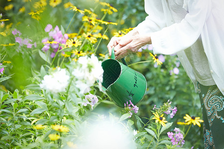 花园里浇水的水壶特写图片