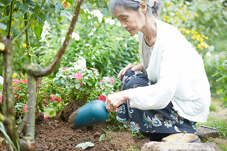 庭院里种花的老年女性高清图片