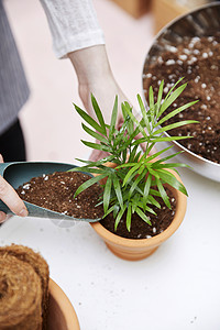 种植盆栽的特写图片