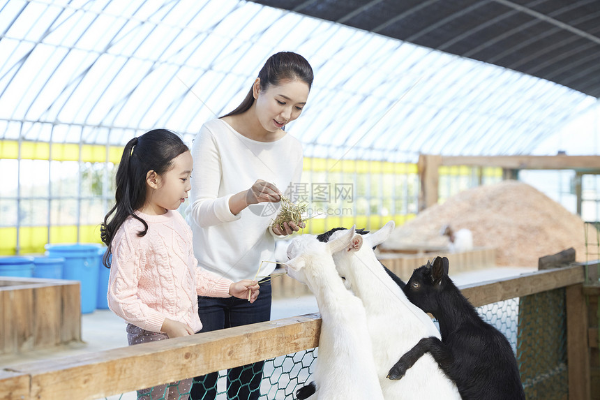 母亲体验饲养山羊图片