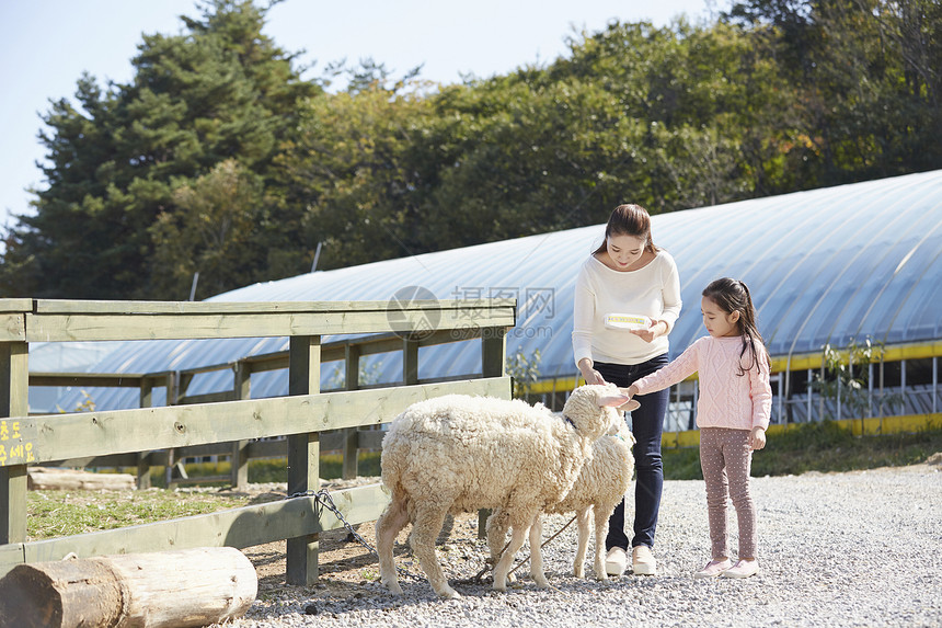 母女在农场里体验喂养小羊图片