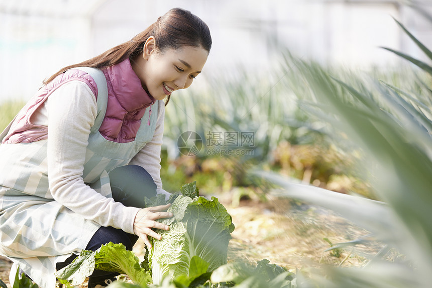 一家人在蔬菜大棚挑选蔬菜图片