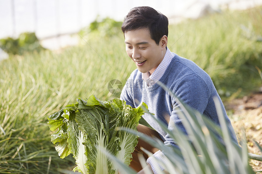 一家人在蔬菜大棚挑选蔬菜图片