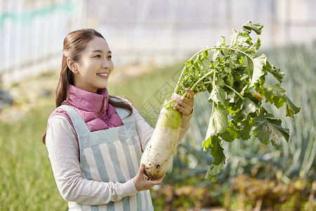 一家人在蔬菜大棚挑选蔬菜高清图片