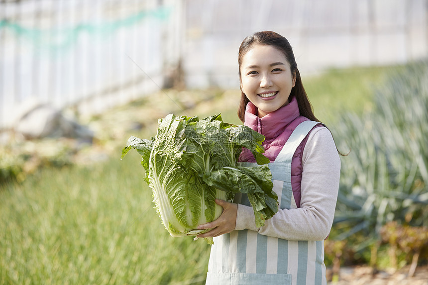 一家人在蔬菜大棚挑选蔬菜图片