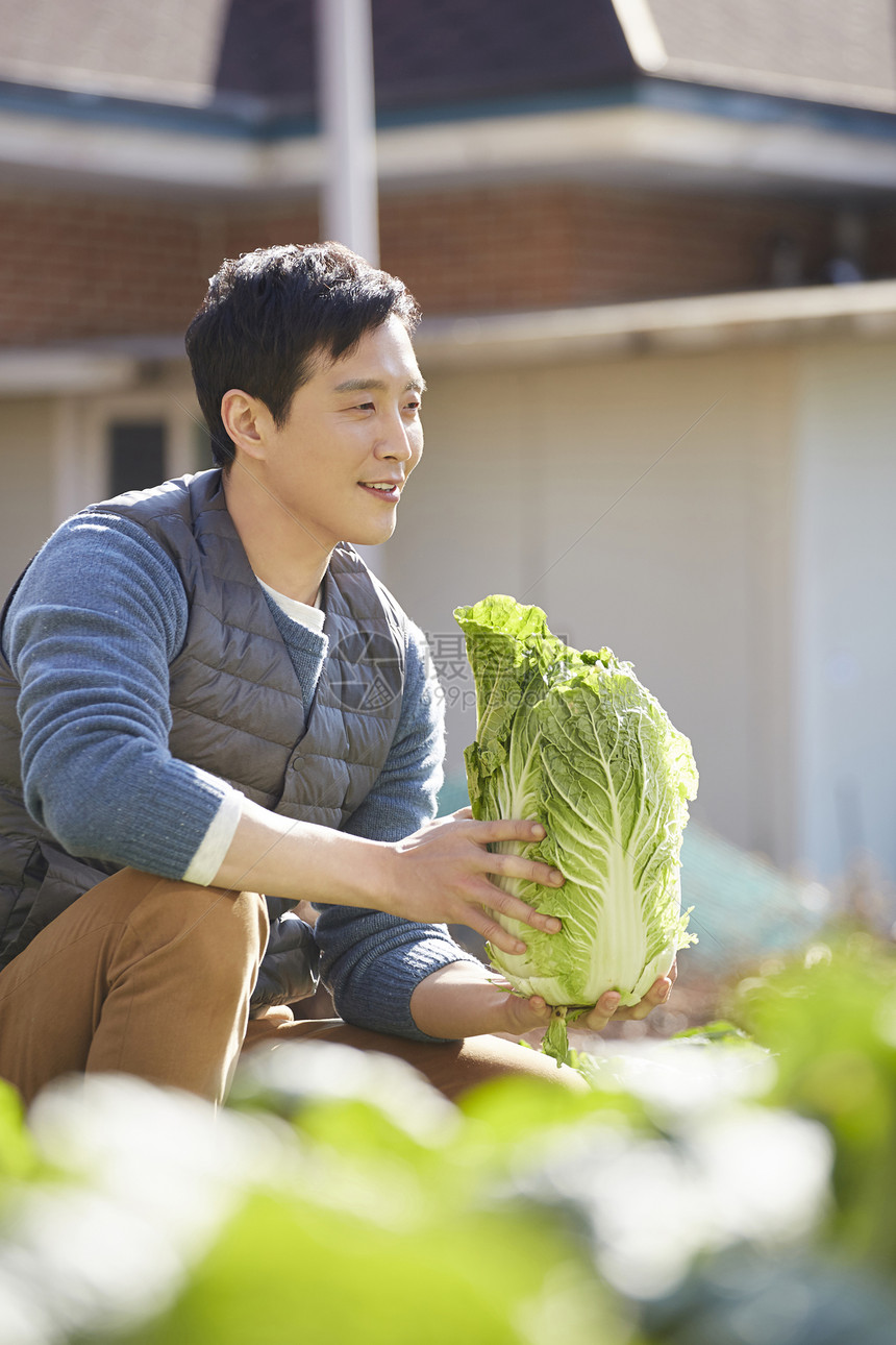 男人收获大白菜图片