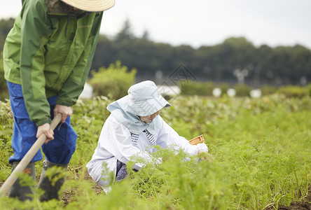 外国人体验农业种植图片素材