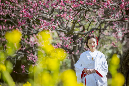 梅花树下穿和服的日本女性图片