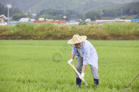 老人下农田干农活图片