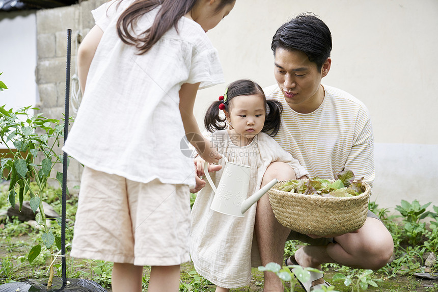 爸爸带孩子们在户外采摘蔬菜图片