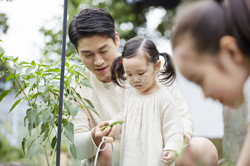 收获下垂家庭花园体验式学习韩语图片