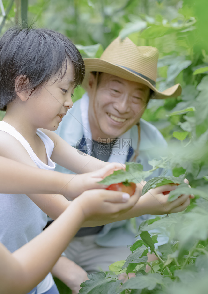 户外乡村男孩采摘蔬菜图片