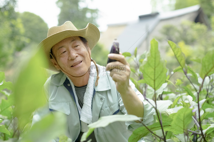 老农民在采摘蔬菜图片