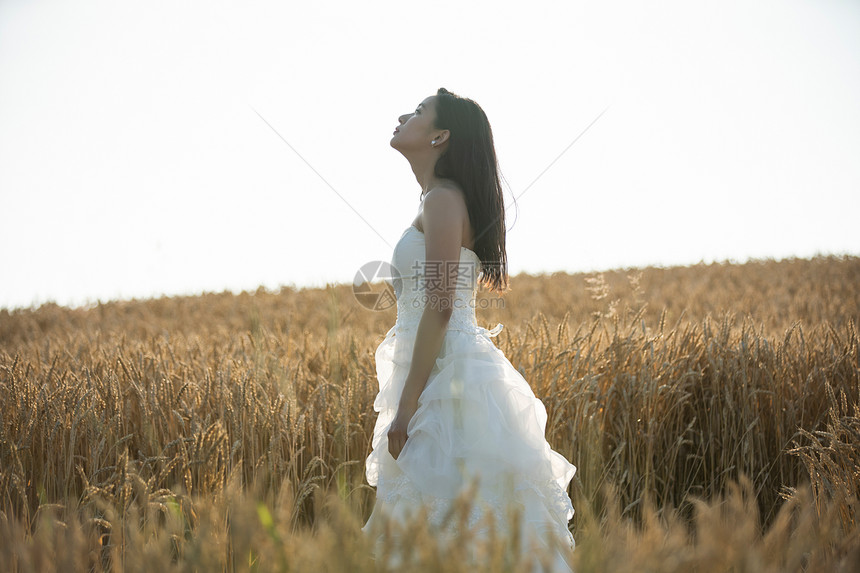 年轻美女麦田里穿着婚纱图片