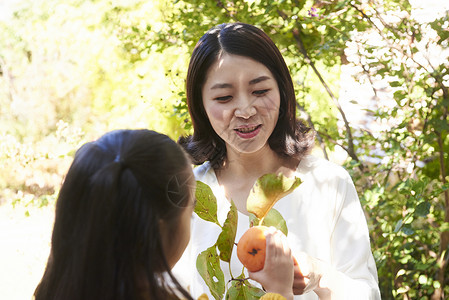 女孩摘柿子在花园的母女背景