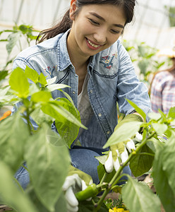 农业体验北海道农场女农业图片